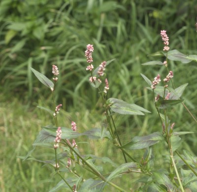 Milkweed Blooms