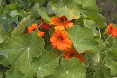 Nasturtiums and some Cerinthe