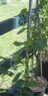 Nasturtiums and Split Personality Moonflower