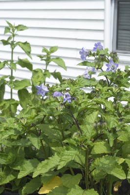 Nicandra Plant