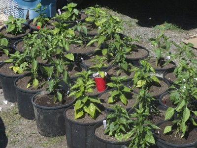 Pepper Transplants