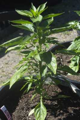 Here is our Bushy Thai that we got seeds from a friend on HG JC's Garden. Look John! What a beauty she is!