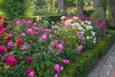 english-rose-with-boxwood-hedges.jpg