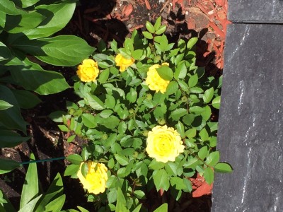 yellow mini roses