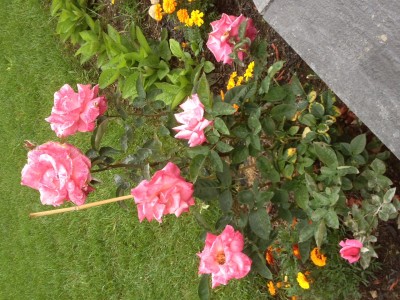 pink hybrid tea roses