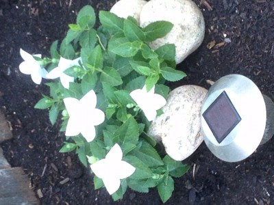 white balloon flowers