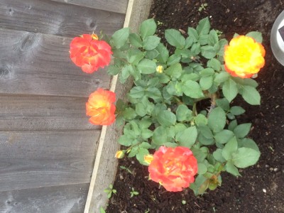 orange/yellow climbing rose called Pinata