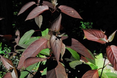 Sun shining on leaves