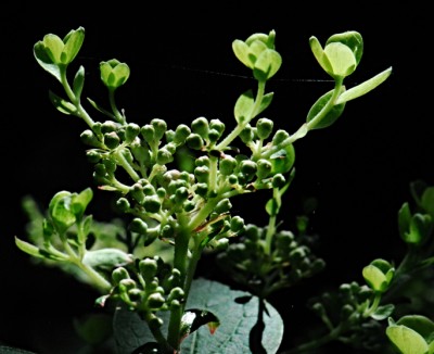 Paniculata Chantilly Lace