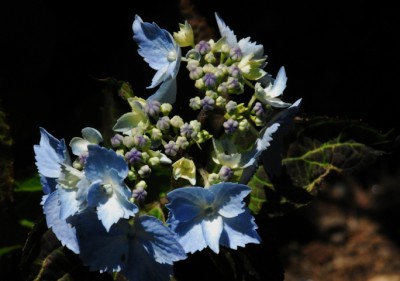 New Serrata, small blue double lace cap