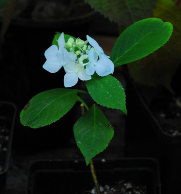 Blue Deckle, 6 months old and blooming!  One of my babies