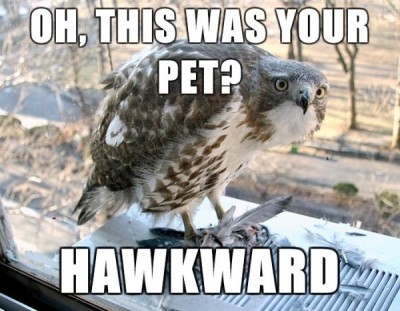 hawkward.jpeg