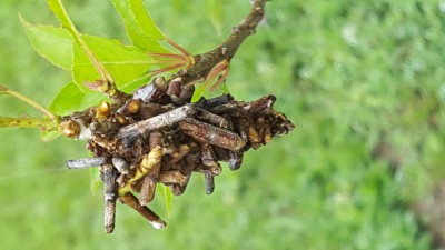 Anyone know what is inside this cacoon on my plum tree?