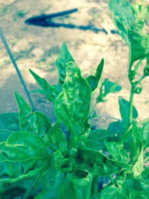 peppers2.jpg