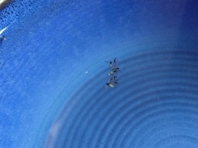 Bugs