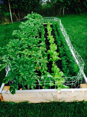 Has yellow and red potatoes, buttercrunch lettuce, iceberg lettuce, and carrots.