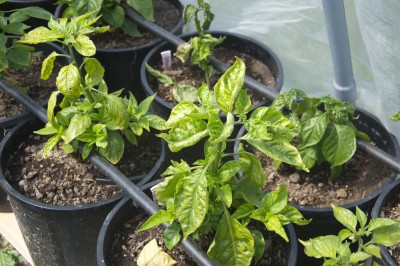 Damaged_Plants_Massacre_1.jpg