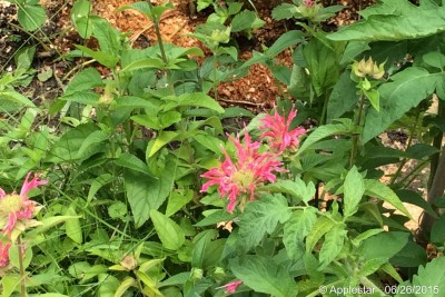 Coral Reef Monarda -- this is from another day (no camera/phone today)