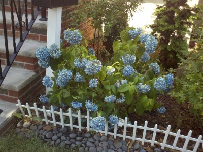 hydrangeaplant.jpg