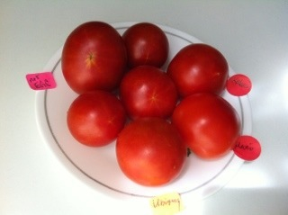 4 (not)Earl's Green Cherry in the back showing the starburst pattern; Solid red ManÃµ, Kootenai, and Ubiquany in front for comparison