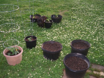 Some of my potted plants. my dog America just had to pose for this one. :P