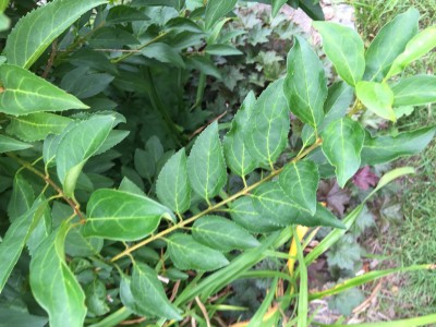 IMG_1228.JPG