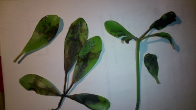 schefflera arboricola black leaves