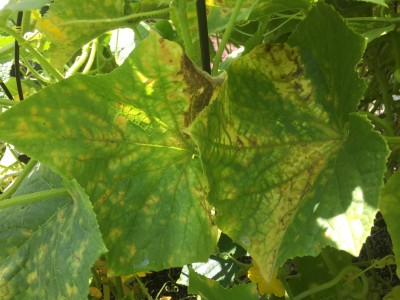 Then the leaf starts to brown in large sections