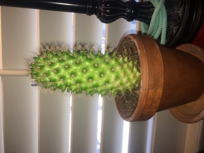 I bought it at many stones in big bend tx