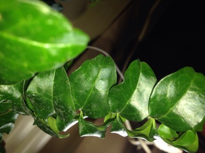 Ficus Ginseng?