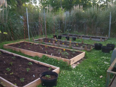 All four of my raised beds!