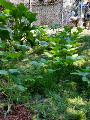 Full view of the pumpkin and zucchini is back and to the left of the photo