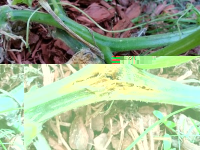 Close-up of affected pumpkin vine