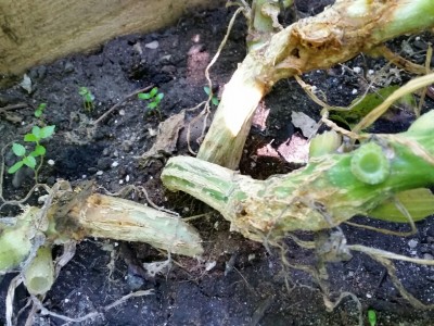 Base of zucchini vines