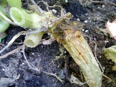 Close-up of affected zucchini vine