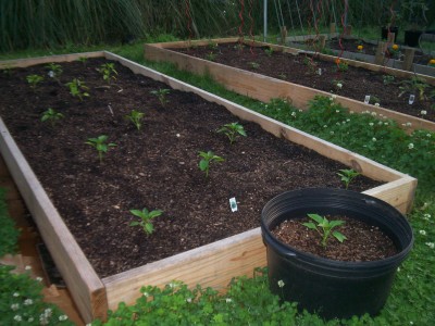 My bell pepper bed!
