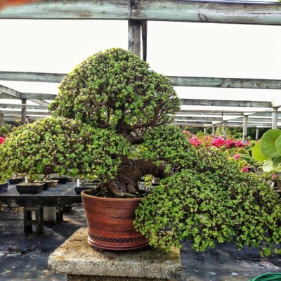 BONSAI JADE.jpg