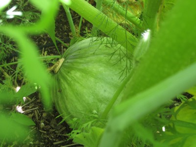 Mystery Squash 3.jpg