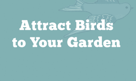 Attract Birds to Your Garden