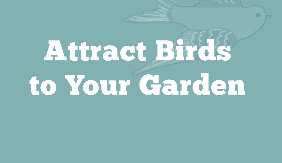 Attract Birds to Your Garden