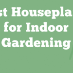 Houseplants for Indoor Gardening