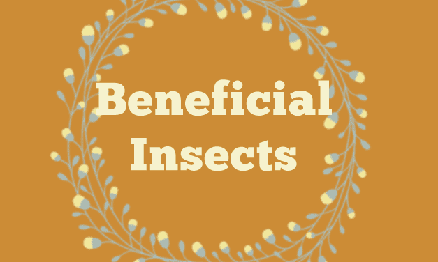 Beneficial Insects – A Safe Way to Deal with Garden Pests