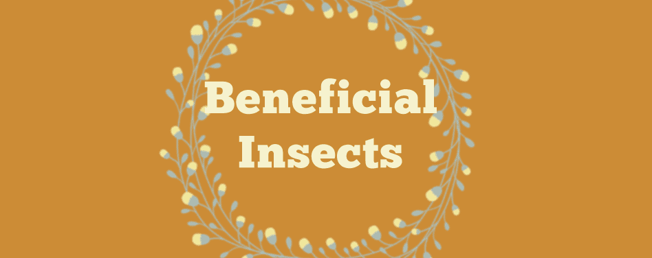 Beneficial Insects – A Safe Way to Deal with Garden Pests