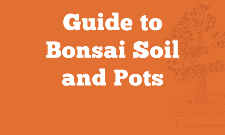 Guide to Bonsai Soil and Pots