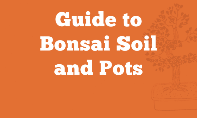 Guide to Bonsai Soil and Pots