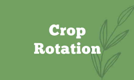Crop Rotation – The Secret of a Successful Organic Garden
