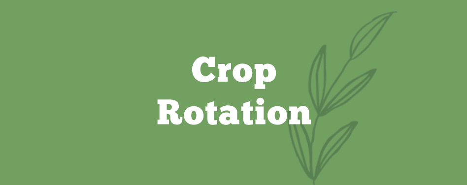 Crop Rotation – The Secret of a Successful Organic Garden