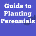From Store to Soil: Guide to Planting Perennials