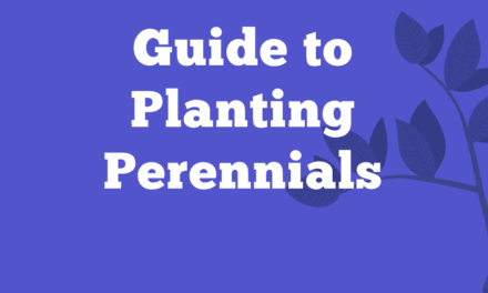 From Store to Soil: Guide to Planting Perennials