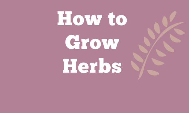 How to Grow Herbs